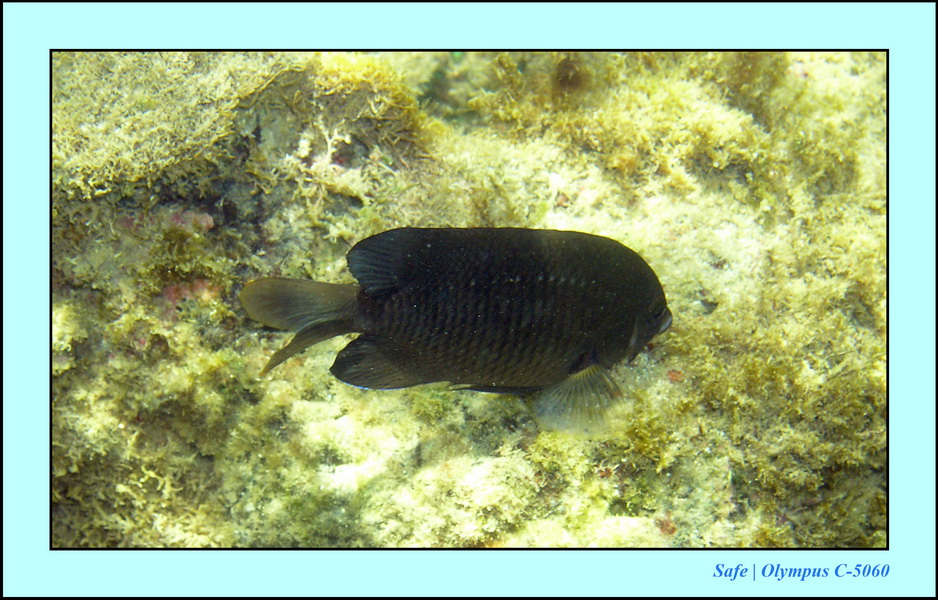 2005 - 11 - Porto de galinhas - piscines naturelles 42.JPG